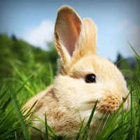 /album/najmilsie-zvierata/photolia-a03-jpg/