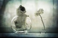 /album/najmilsie-zvierata/cica-jpg/