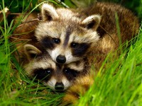 /album/najmilsie-zvierata/g-jpg/